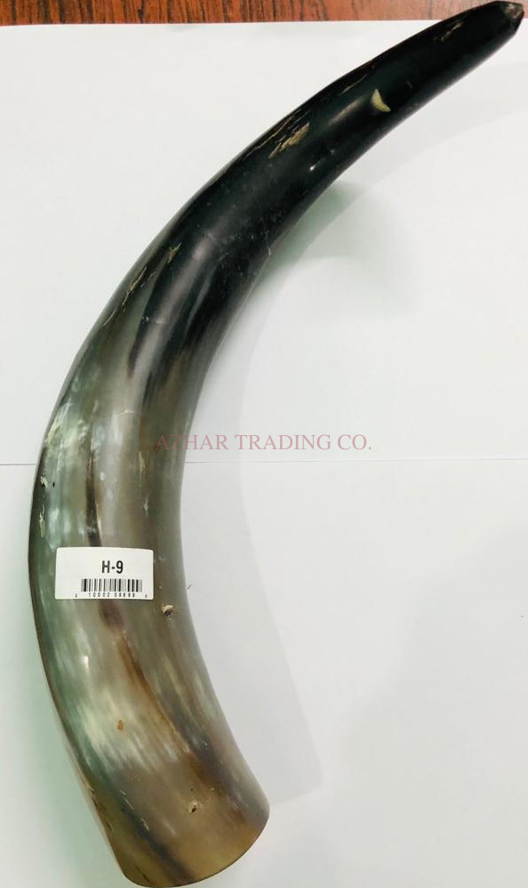 Large Buffalo Horn Drinking Horn